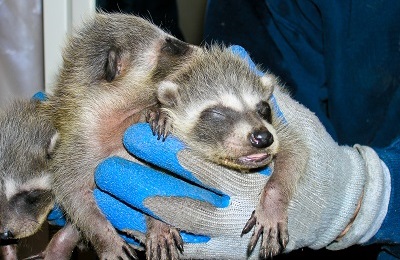 baby raccoon