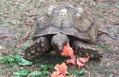 turtle rescue